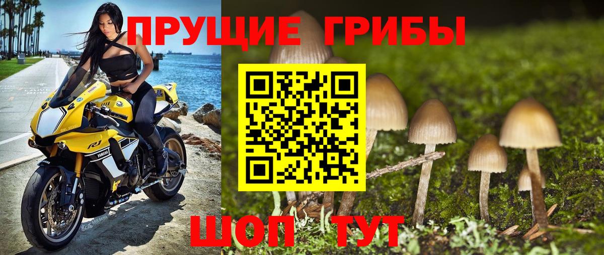Псилоцибиновые грибы Psilocybe Семилуки